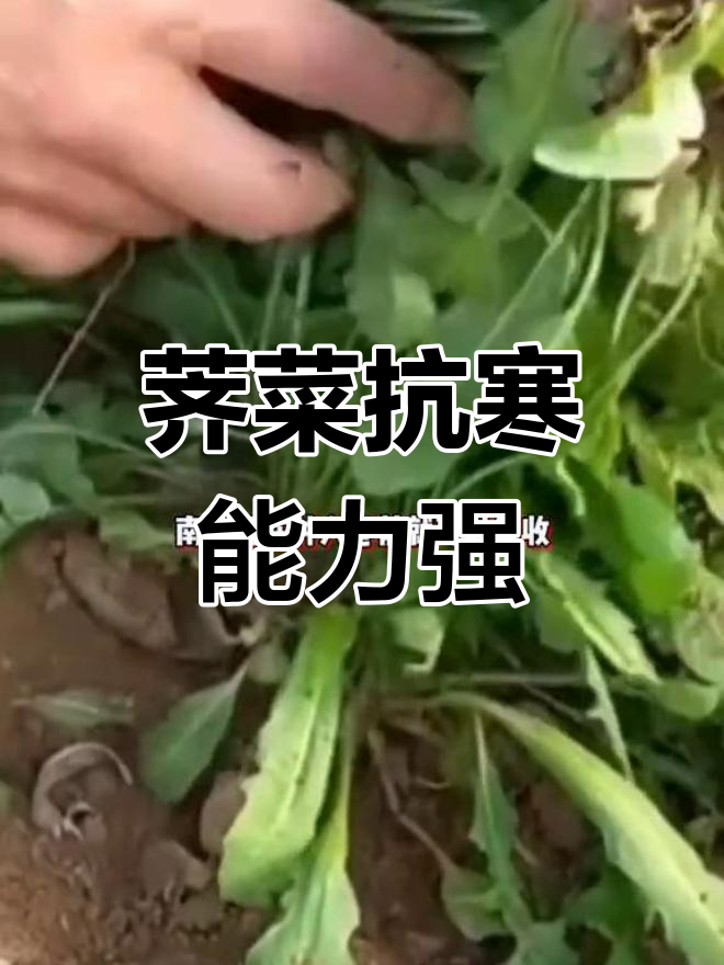 荠菜耐寒性强,零下十几度冻不死,冬季种植春天就能收获