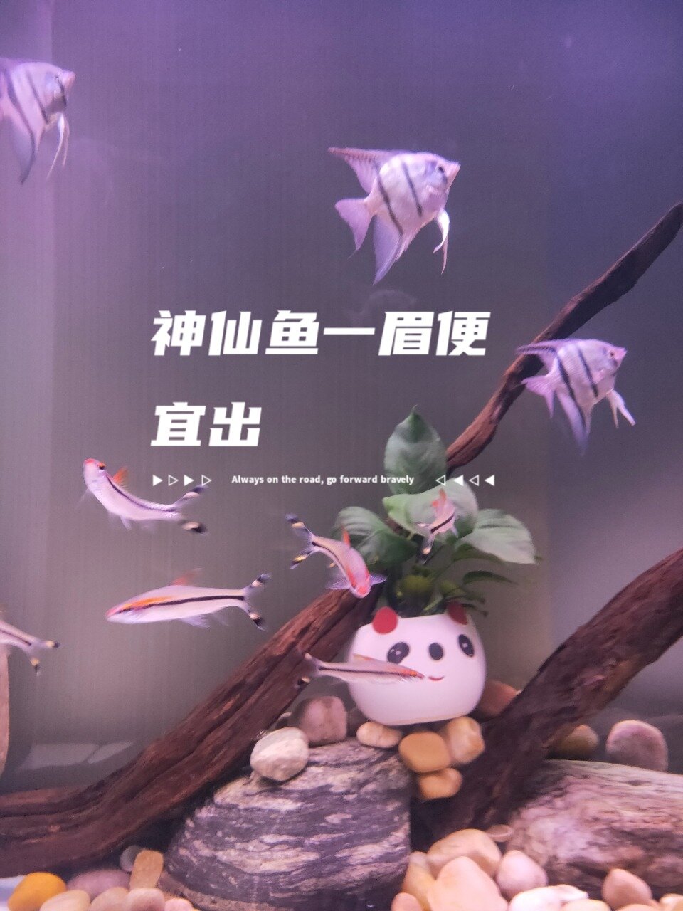 埃及蓝魔燕神仙鱼一眉道人便宜出