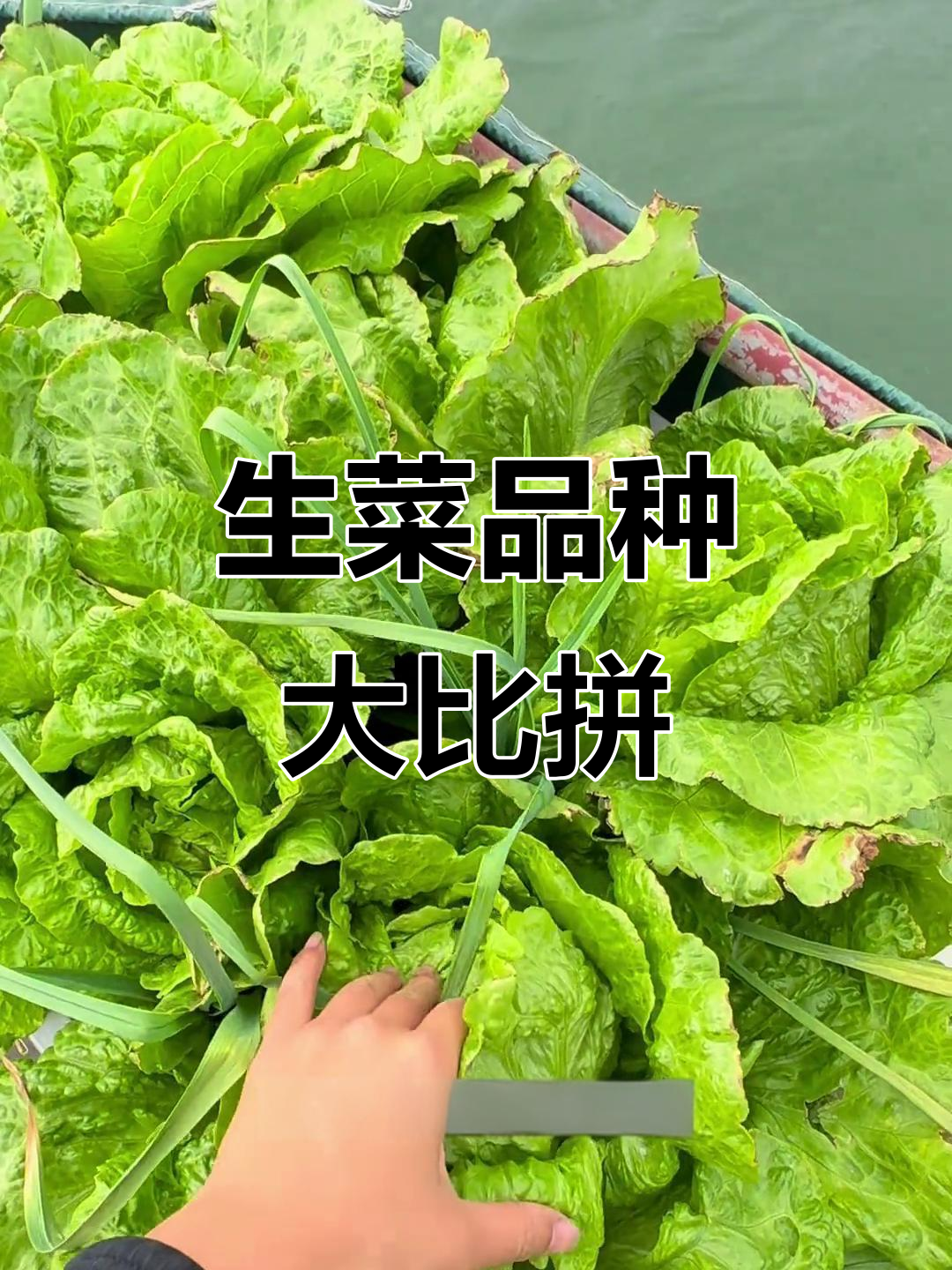 这些年我种过的生菜,经典始终是结球生菜的王者地位