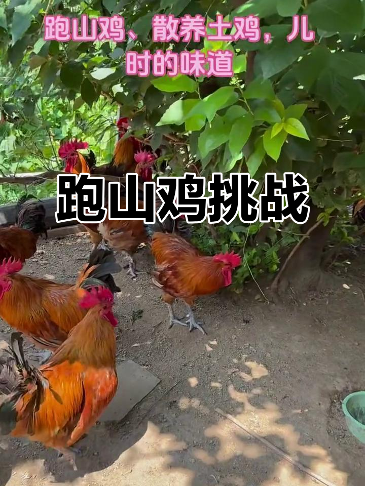 妈妈带你跑山鸡，十几分钟搞定！