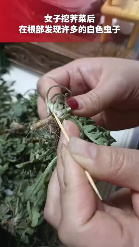 「女子挖荠菜发现根部许多白虫子」3月25日,山东潍坊。女子挖荠菜后回到家中发现,根部有许多
