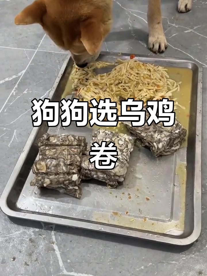 狗子试吃乌鸡卷,竟然挑剩面条不吃!