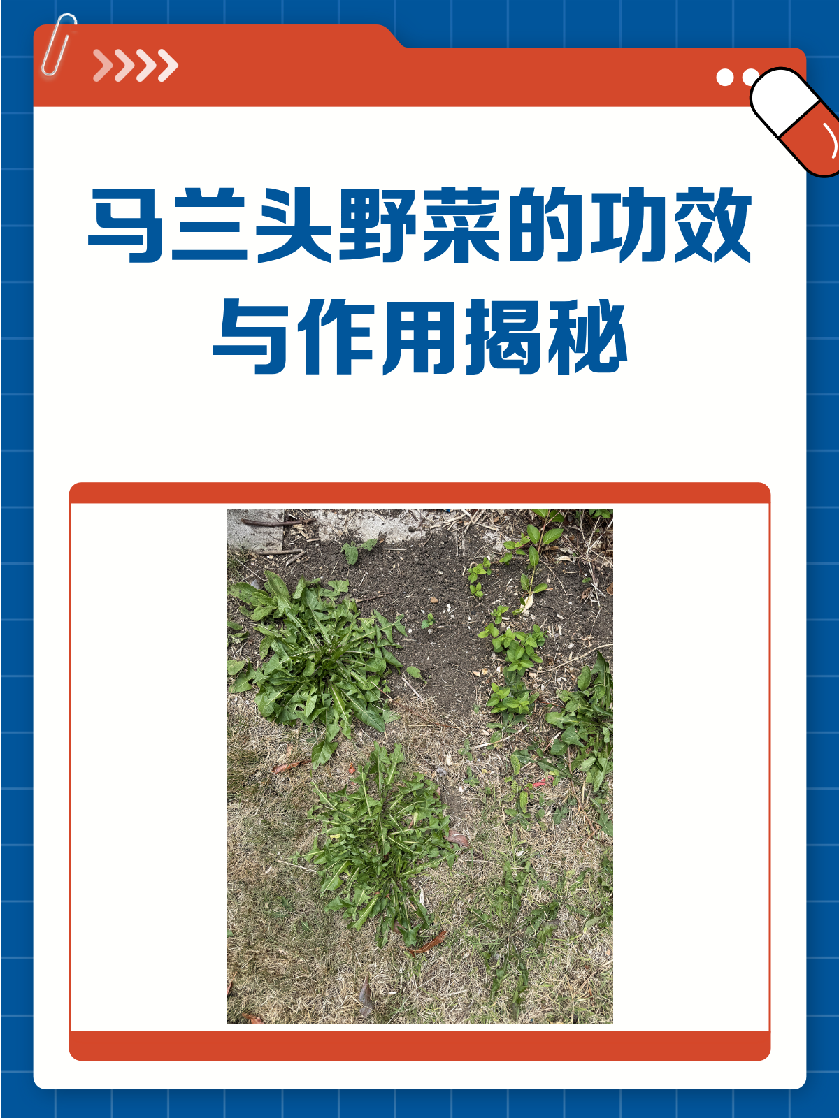 马兰头野菜:春日里的清火小能手!