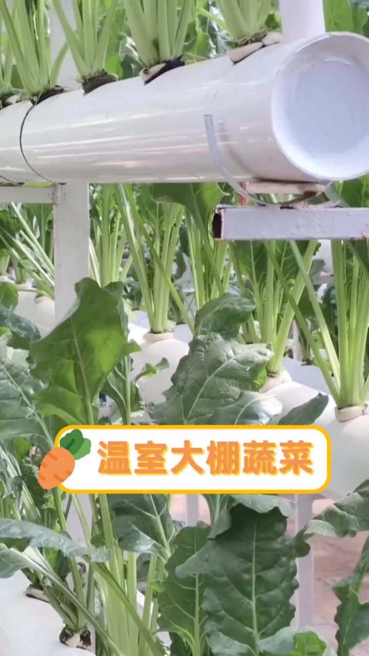 温室大棚蔬菜