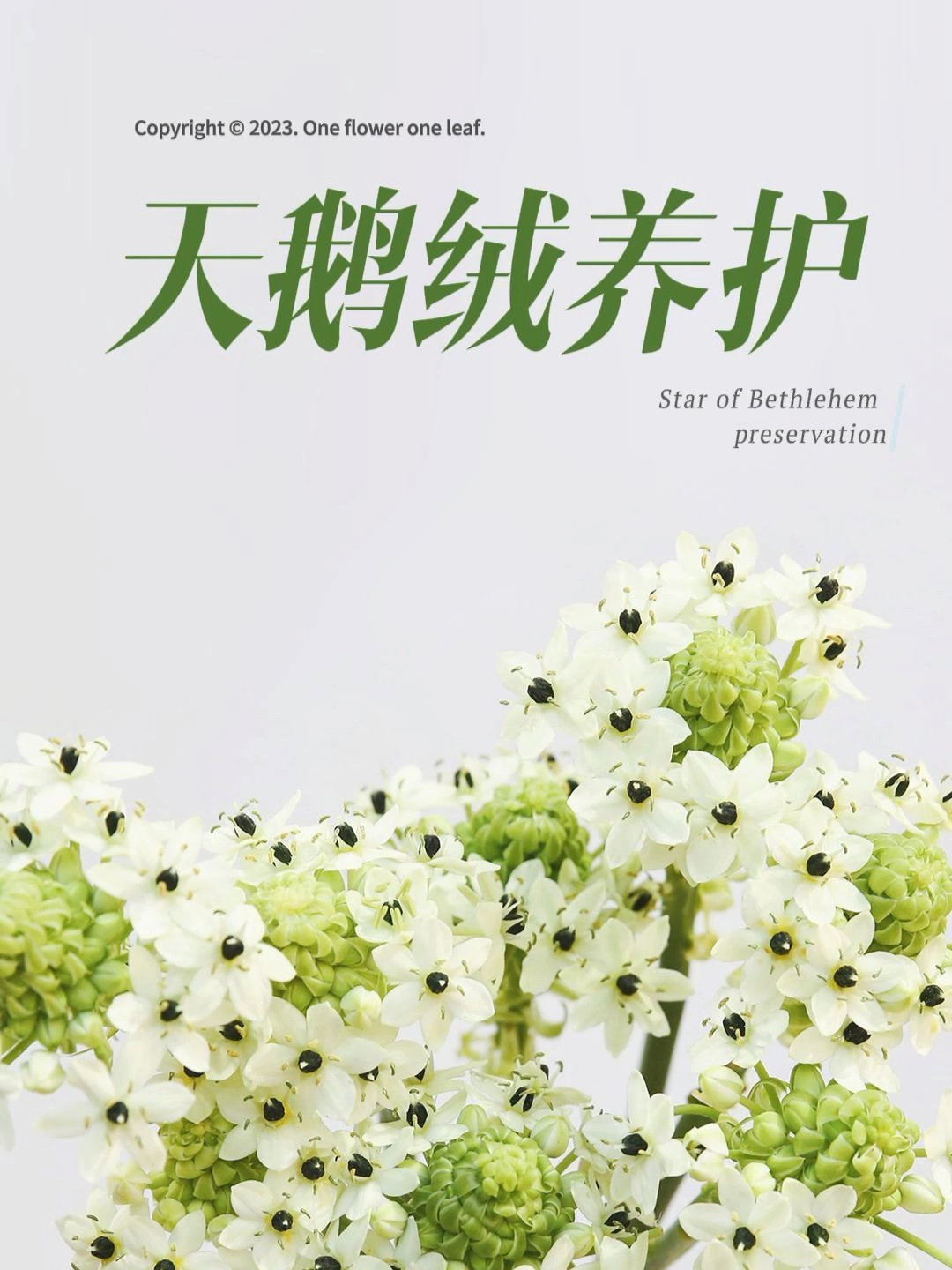 保姆级「天鹅绒」鲜花养护攻略