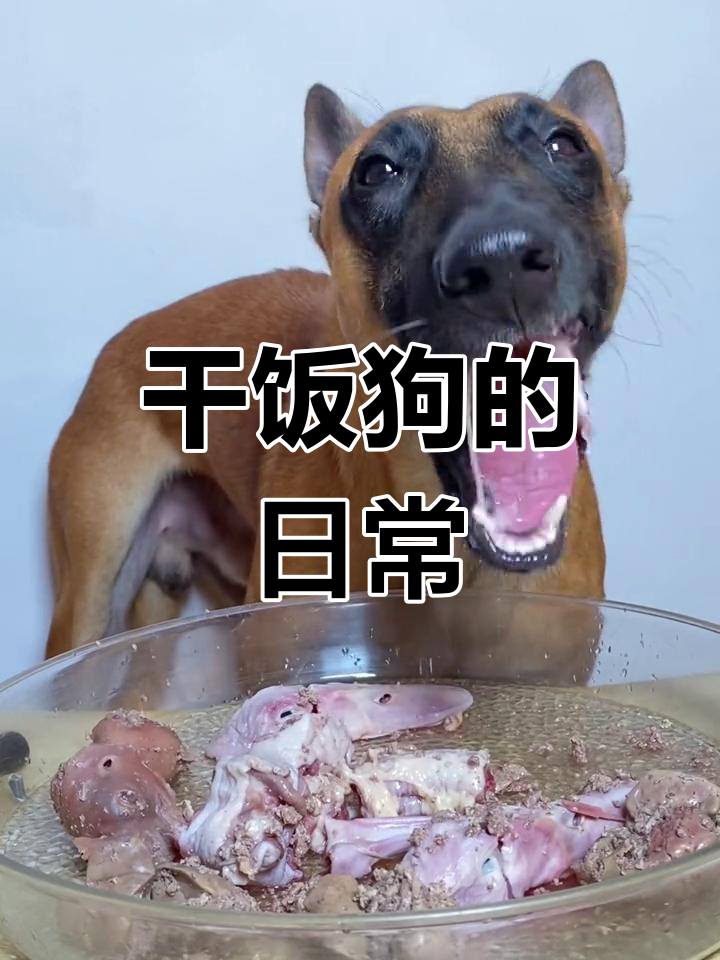 狗狗的丰盛晚餐,营养满满
