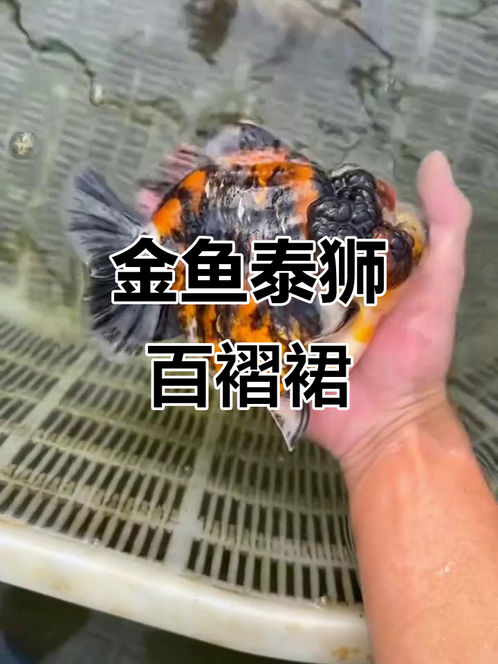 泰狮金鱼百褶裙,将军风范十足!