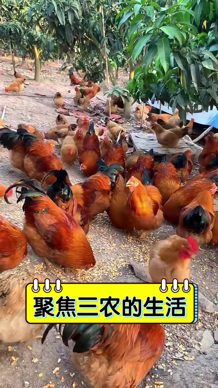 聚焦三农的生活