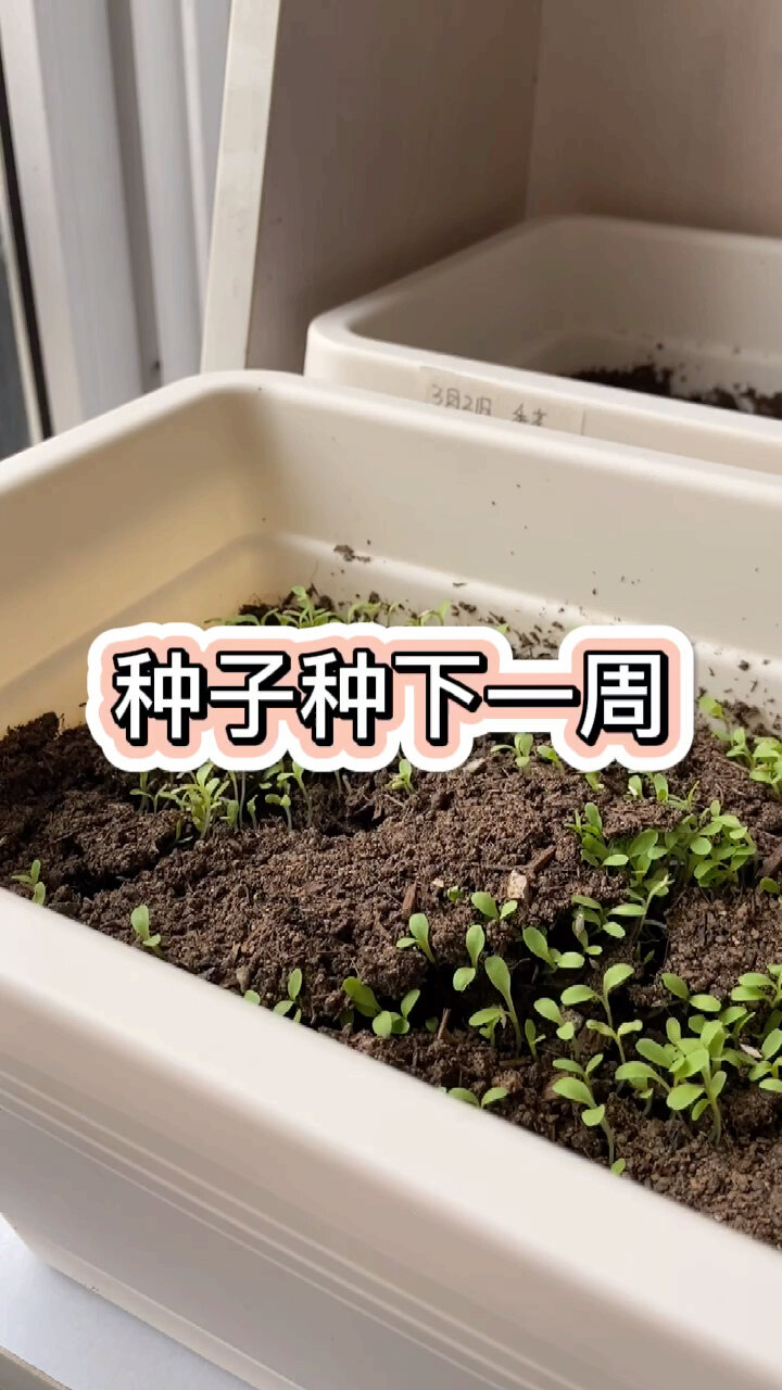 种菜日记丨part1-种下一周的小芽芽