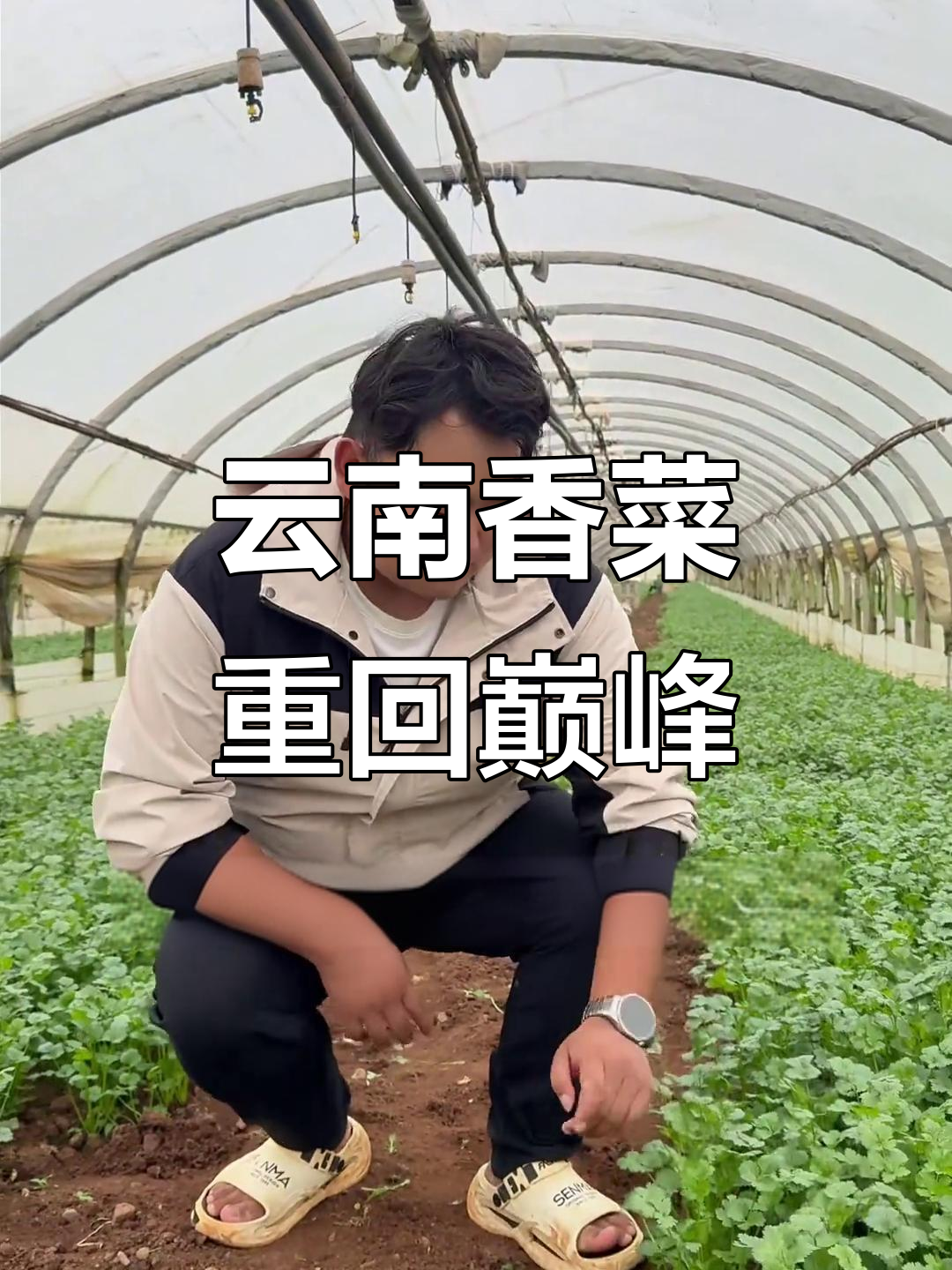 云南香菜价格暴涨,品质如何?