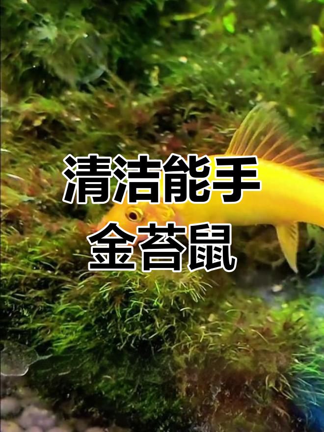 金苔鼠鱼,清洁高手,吃藻除便,让水族箱焕然一新