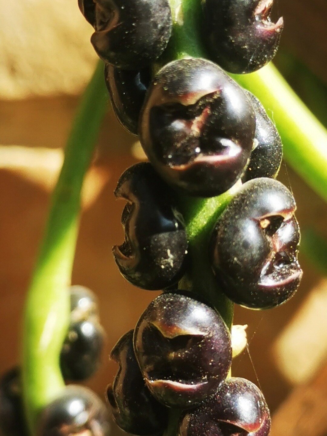 身边的植物|木耳菜的果实像大猩猩的脸不?