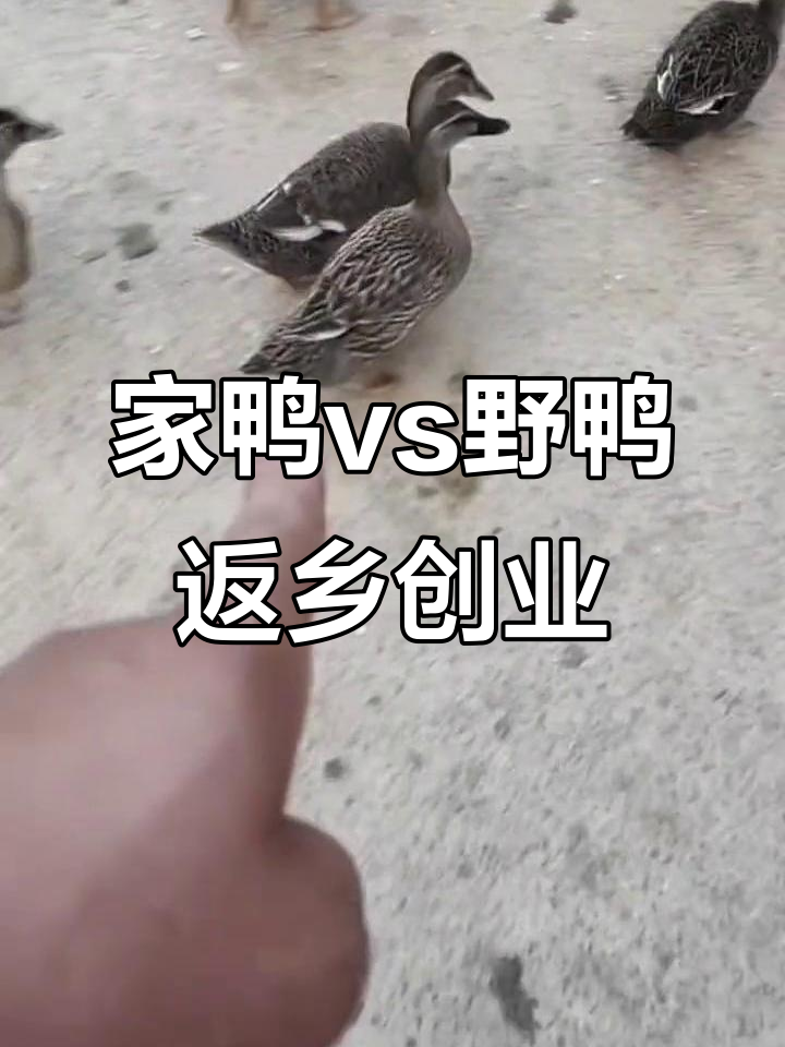 乡村养殖创业：家鸭与野鸭的生态放养对比