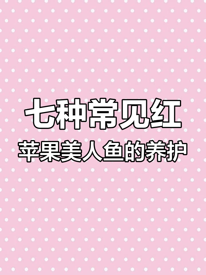 红苹果美人鱼养殖全攻略:从水质到喂食技巧