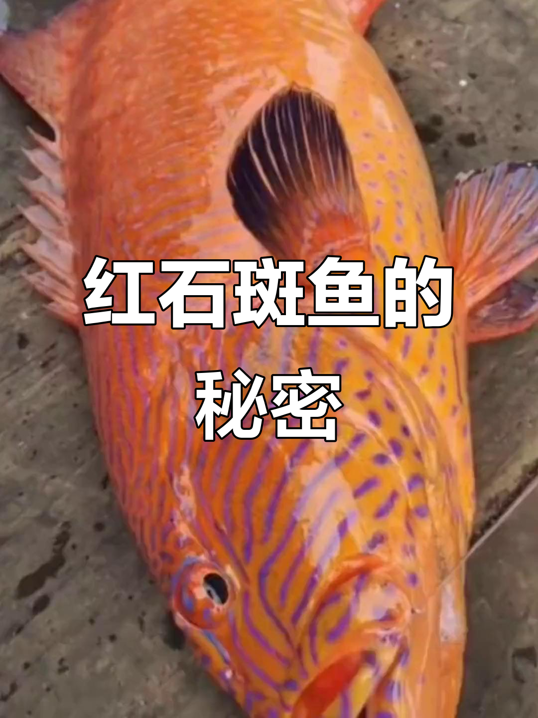 高端红石斑鱼揭秘,口感堪比东星斑