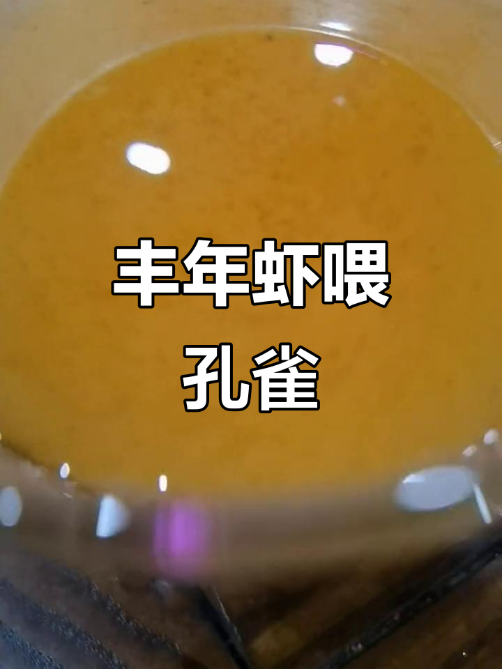 丰年虾幼虫喂孔雀鱼,新手养鱼的日常