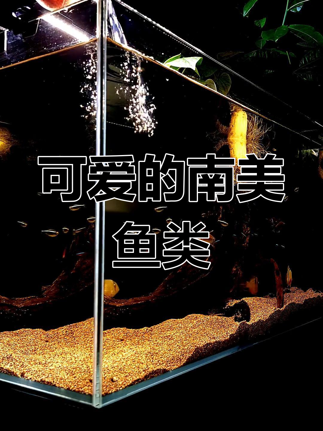 南美缸也能养可爱大藩王,帝王灯鱼和刚果美人鱼的魅力