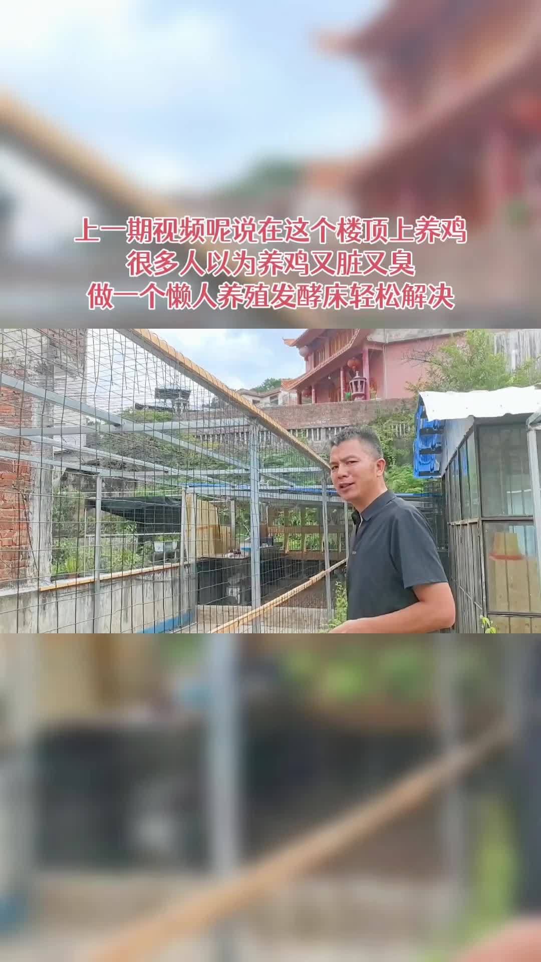 三农 养殖 养鸡 农村散养土鸡 发酵床 上一期视频呢说在这个楼顶上养鸡,很多人以为养鸡又脏