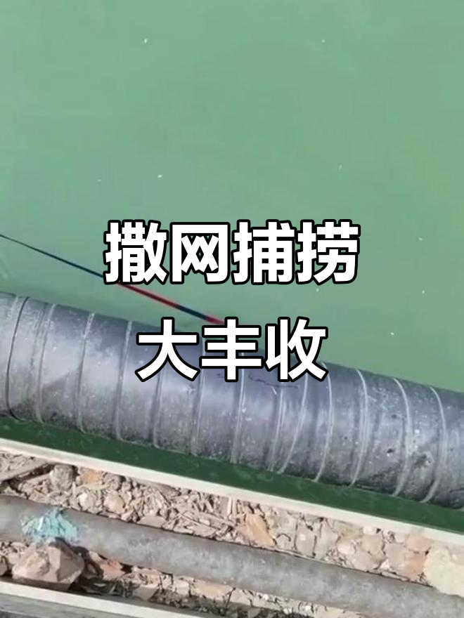 疯狂捕鱼现场,网里全是鱼!