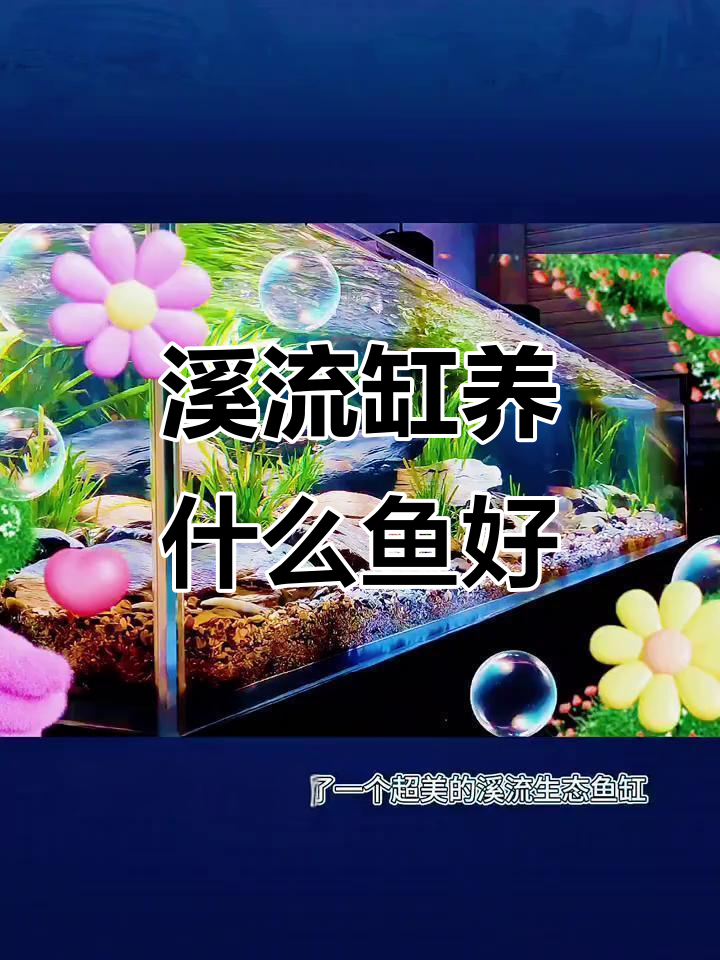溪流生态缸适合养的鱼种,白云金丝、庞皮鱼等推荐
