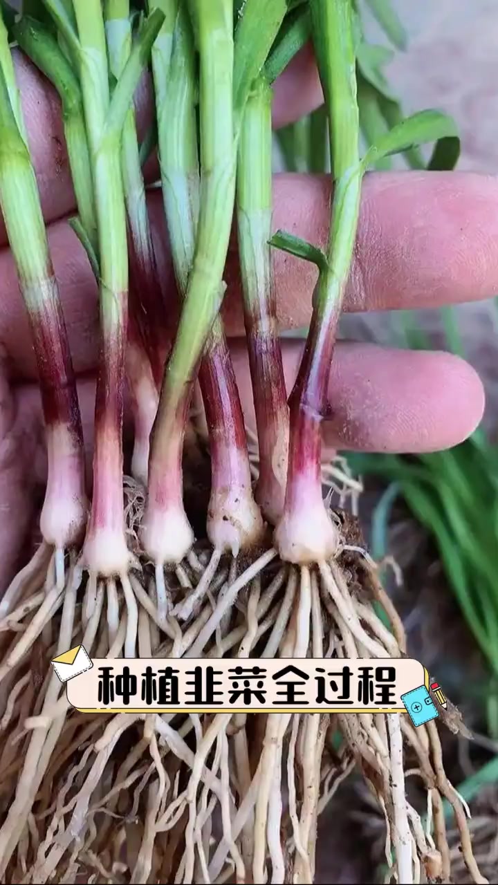 种植韭菜全过程