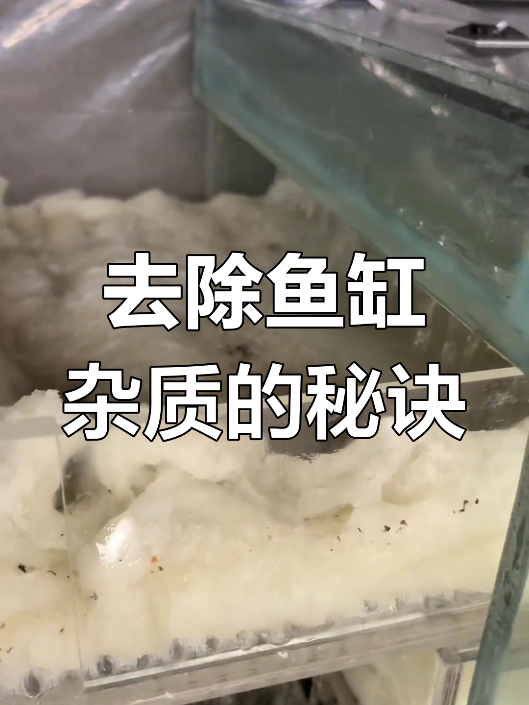 鱼缸微细杂质去除全攻略,干湿分离盒铺制技巧大揭秘