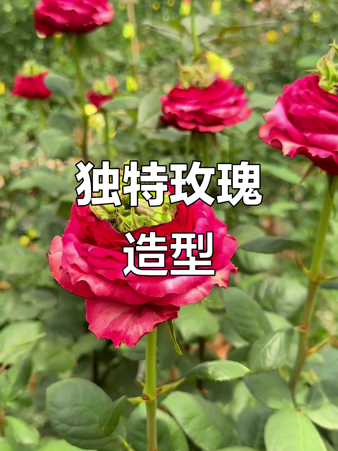 这款玫瑰造型独特,包子头设计萌感十足,别致又可爱!