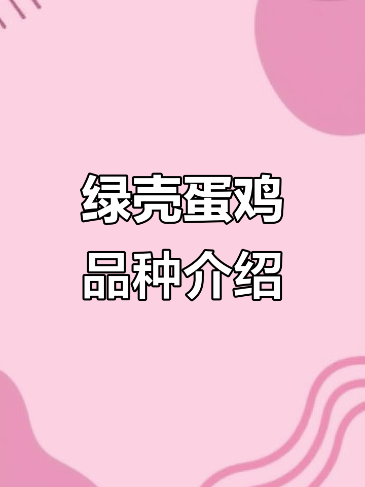 绿壳蛋鸡品种全解析,了解不同类型的特点与优势
