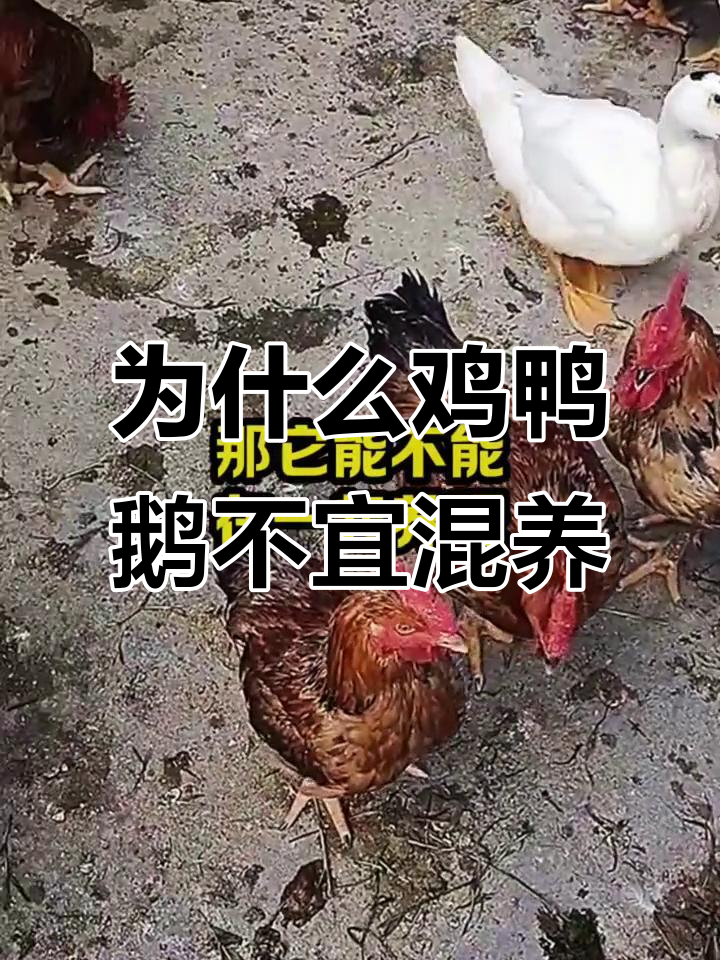 鸡鸭鹅不能一起养？这三大原因你必须知道