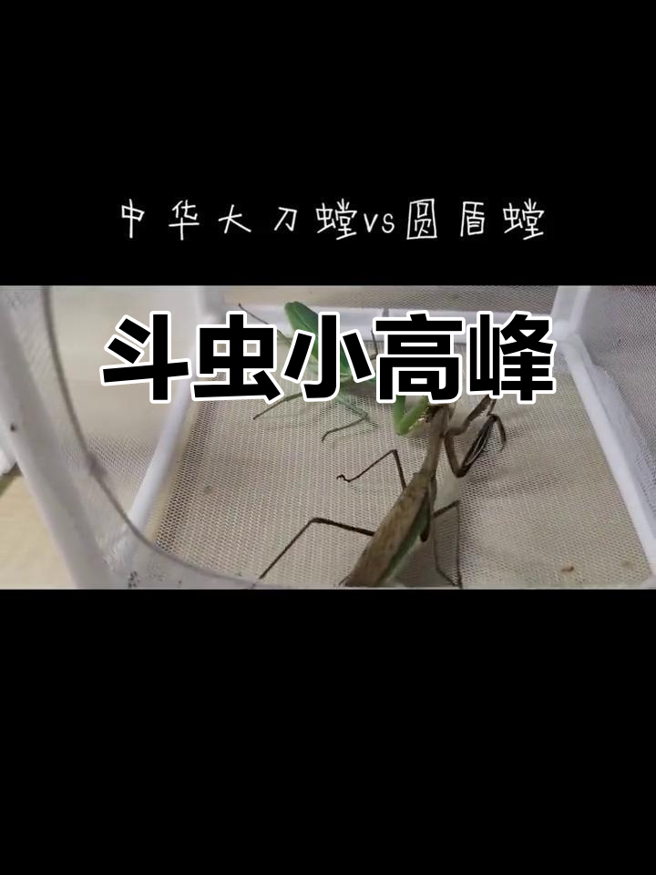 喂食变斗虫大战,中华大刀螳螂强势来袭