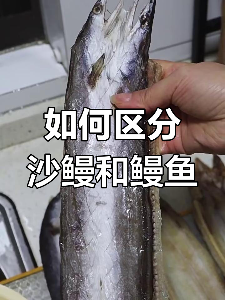 沙鳗与普通鳗鱼的区别,如何挑选?