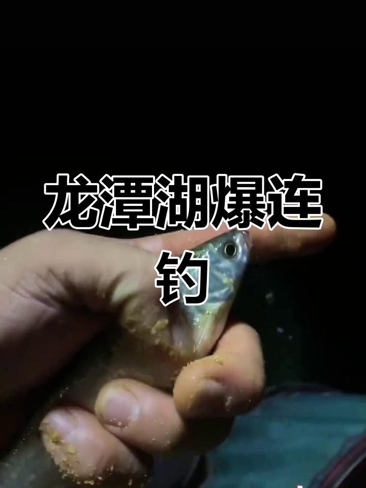 龙潭湖雅罗鱼疯狂上钩,钓鱼爱好者抓紧机会
