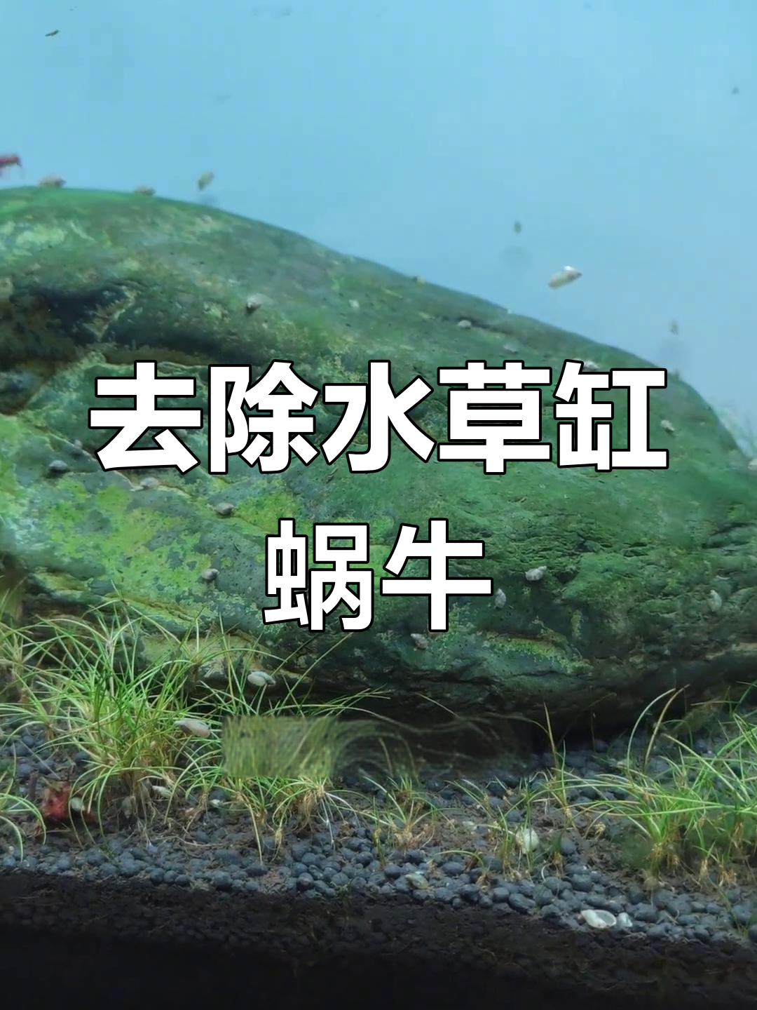 水草鱼缸蜗牛泛滥,如何有效清除?