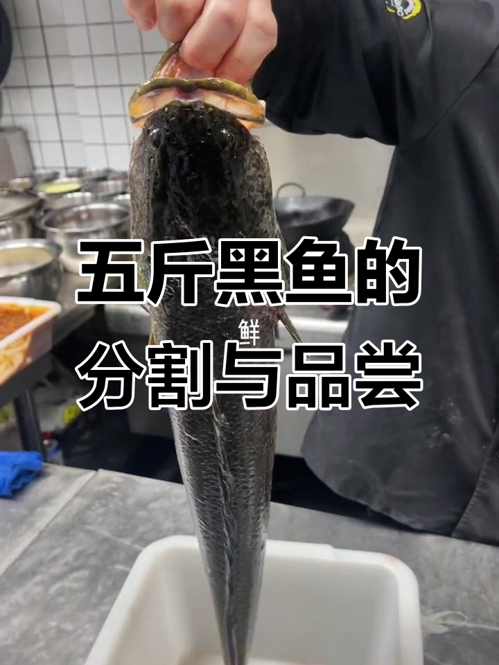 客户送五斤黑鱼,一半加工一半留给自己尝鲜