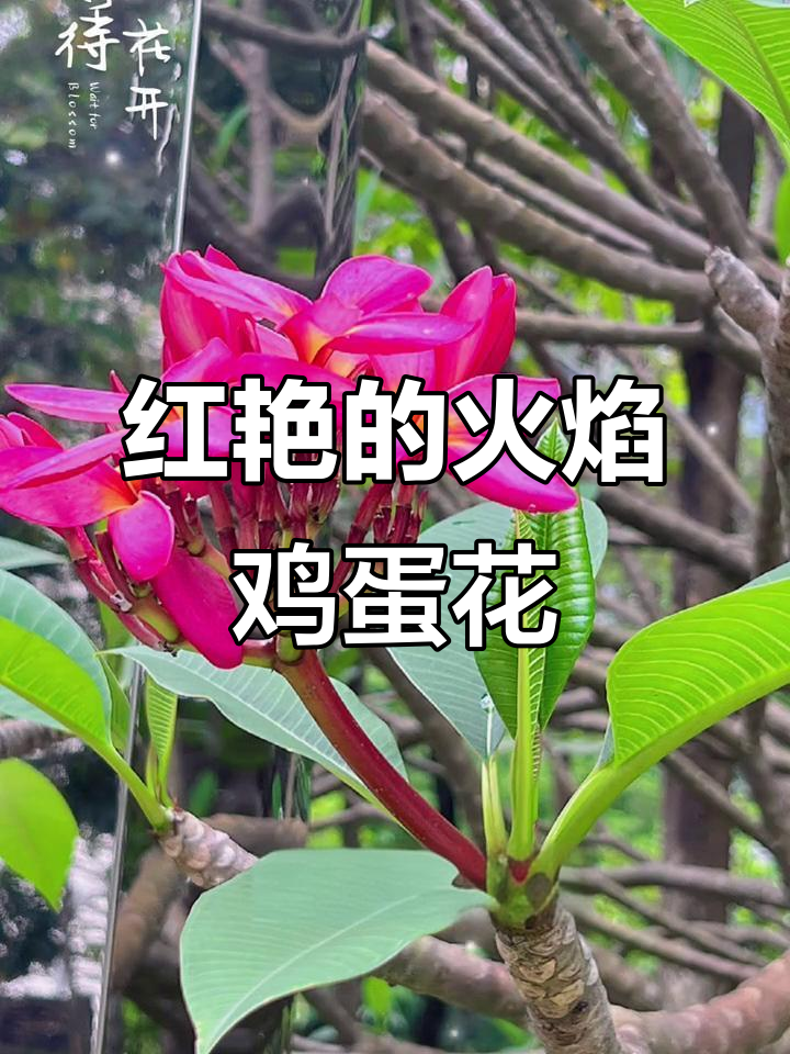 火焰鸡蛋花,热烈如火的花朵你爱吗?