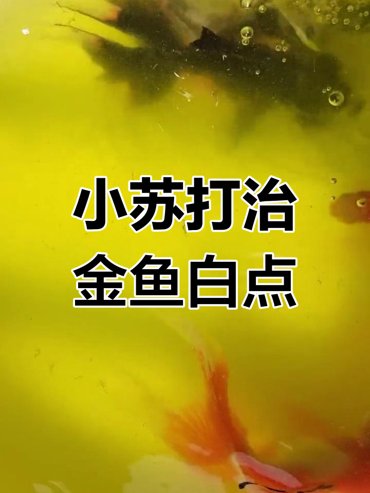 金鱼打粉病治疗法:小苏打与盐的配合使用