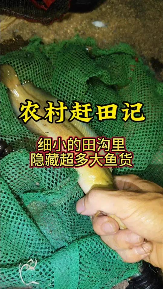 晚上在细小的田沟里隐藏超多大鱼货