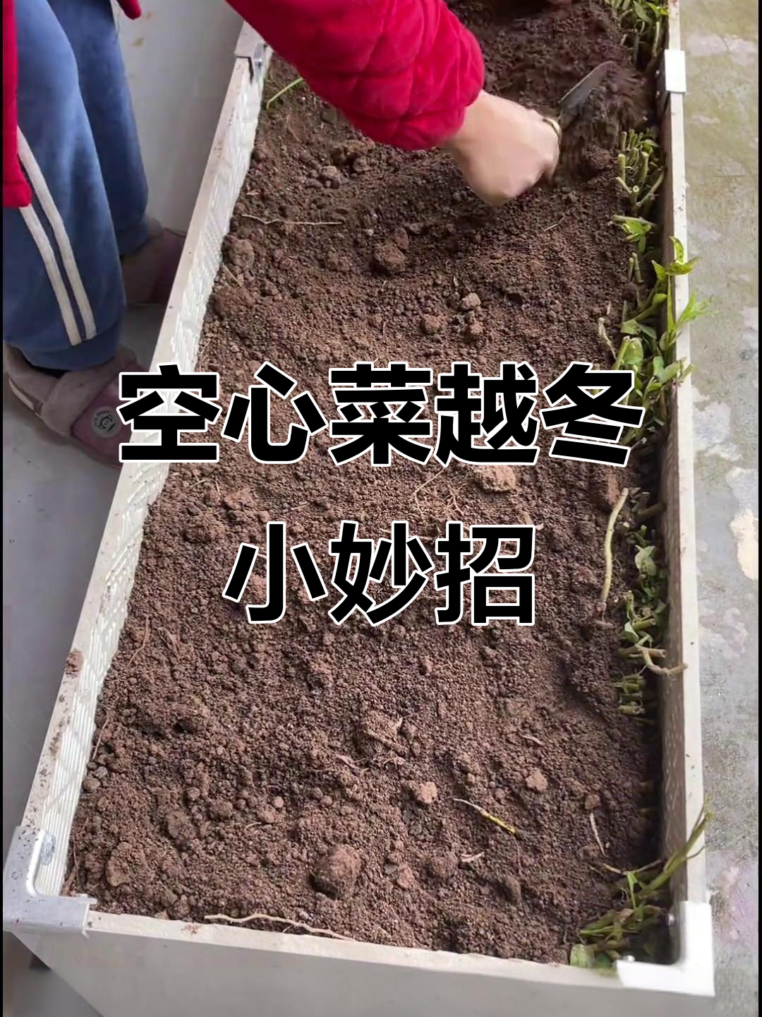 冬季空心菜过冬技巧，楼顶种植轻松搞定