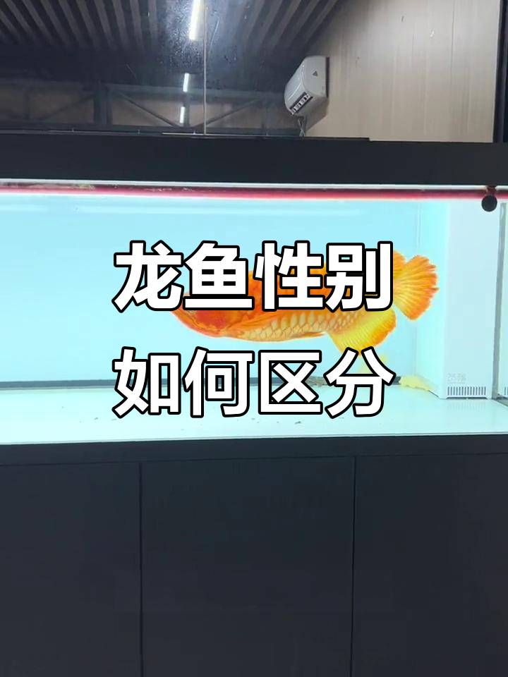 龙鱼公母难辨,心情好坏决定答案