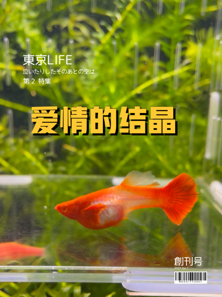 双分水孔雀鱼