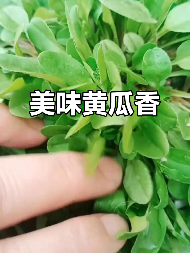 北方常见黄瓜香，田间地头的美味野菜