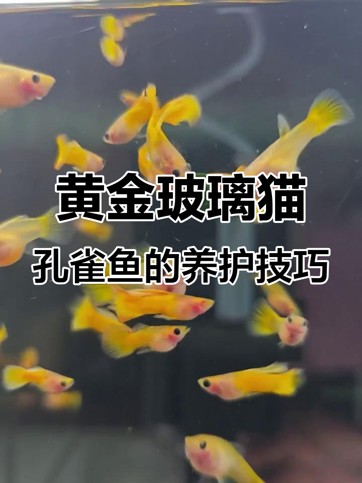 如何让黄金玻璃猫孔雀鱼更黄?秘诀大公开