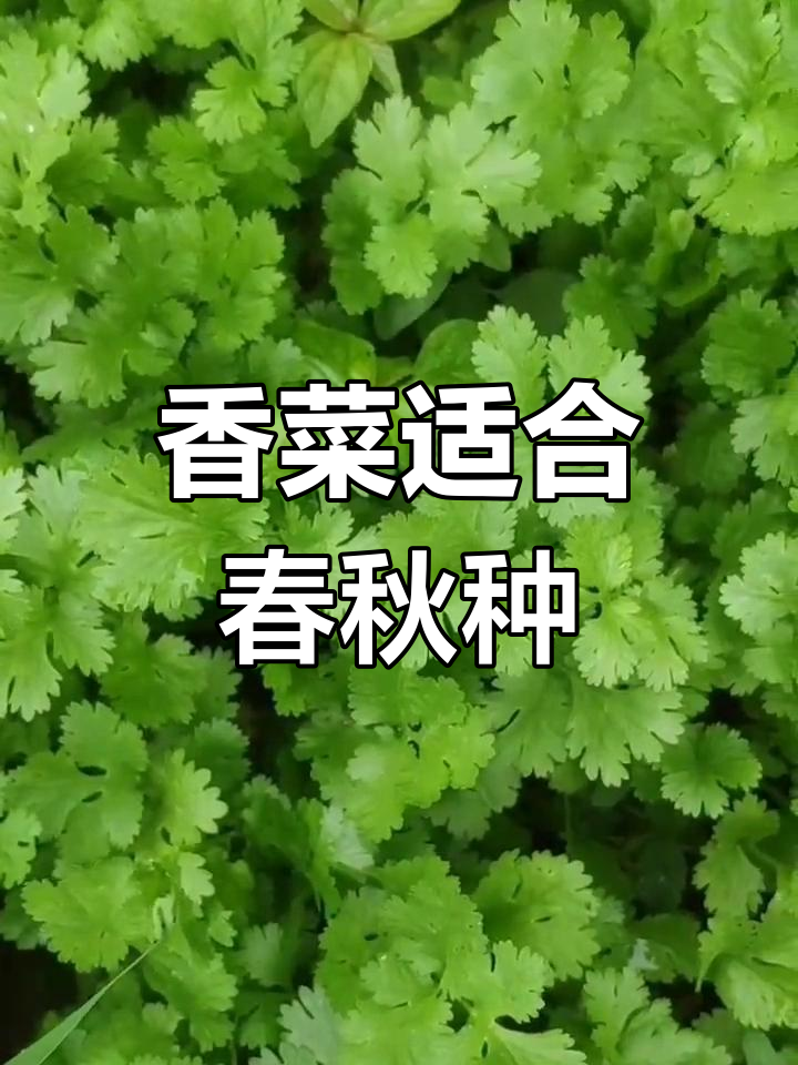 香菜种植的最佳时机:春秋最适宜,夏季需遮阳