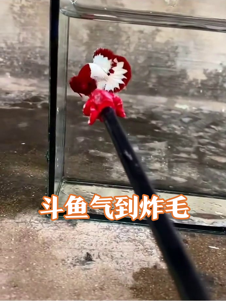 鱼：这小红花我必须拿下！主人逗鱼反被暴躁斗鱼追着揍