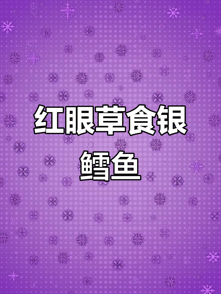 草食银鳕鱼,红眼宝石般美丽,吃水草长大