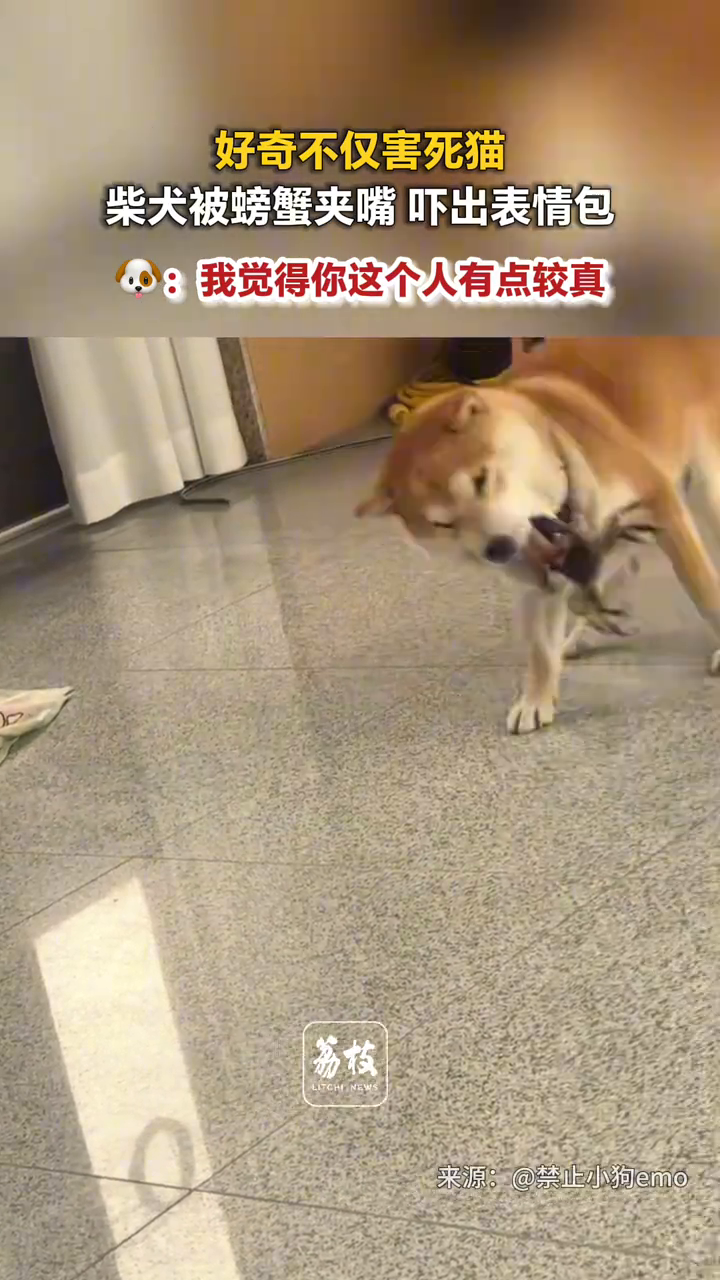 好奇不仅害死猫 柴犬被螃蟹夹嘴 吓出表情包狗！