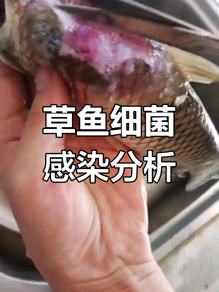 草鱼烂身、红肿,水质管理成关键