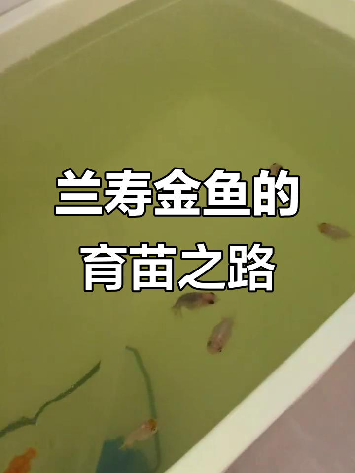 鱼苗成长记:从绿水到清澈,兰寿金鱼的变化过程