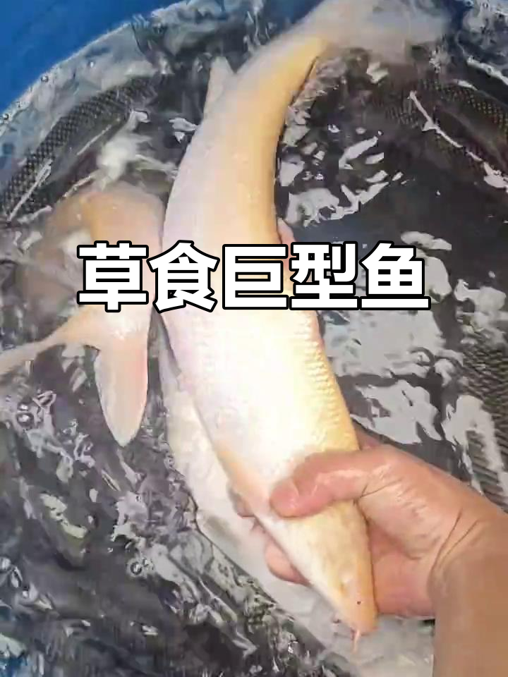 赤眼红银鳕鱼，草食巨型鱼类，一年增长惊人