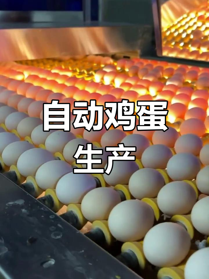 福建自动化鸡蛋生产线实拍